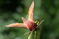Deilephila porcellus